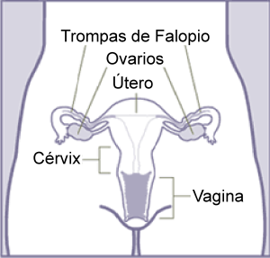 cirugia ginecológica